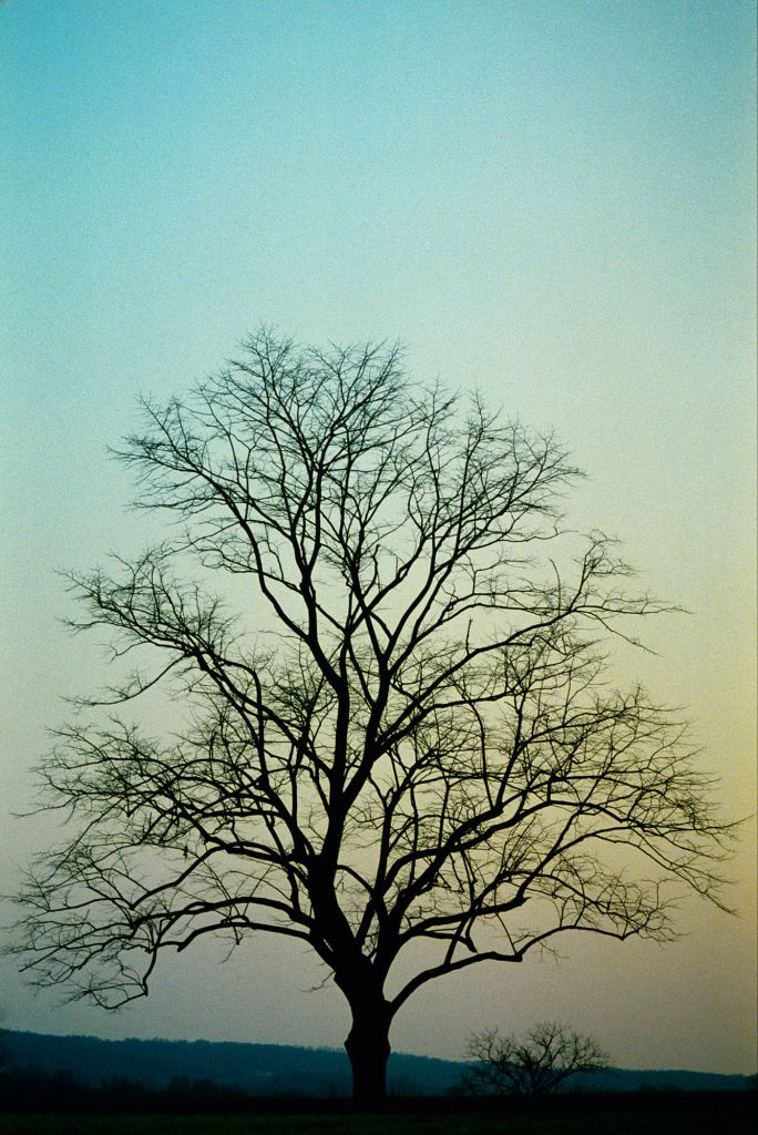 A barren tree silhouetted against a gradient sky transitioning from light blue to pale yellow, symbolizing change and the cycle of life.