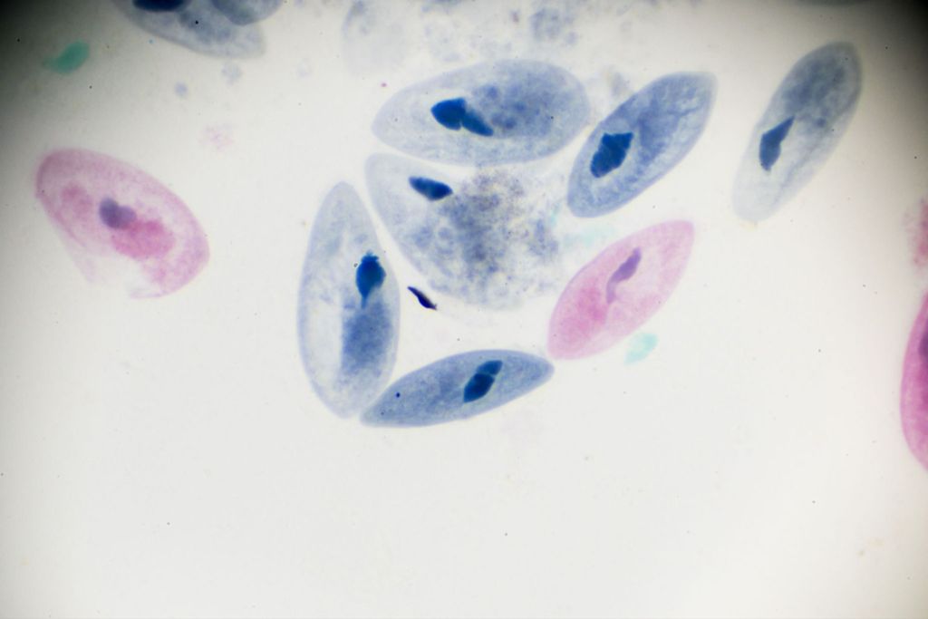 Microscopic image of several oval-shaped cells in various colors, including blue and pink, scattered across a light background.