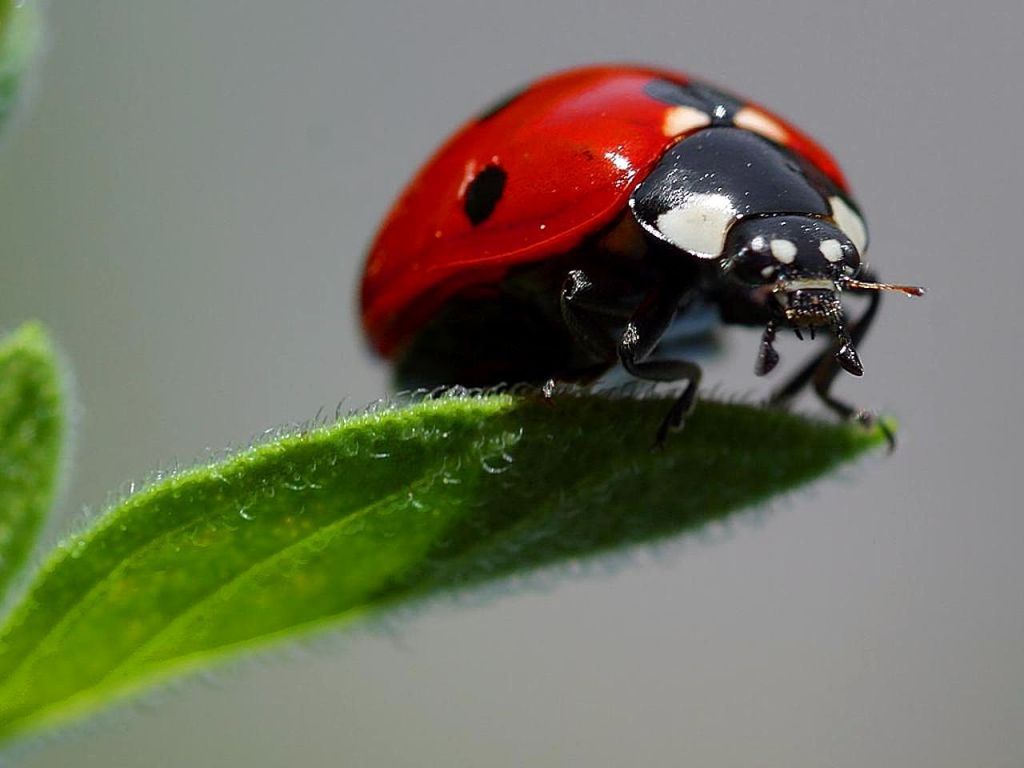 Close-up of a ladybug resting on a green leaf, showcasing its vibrant red shell with black spots.