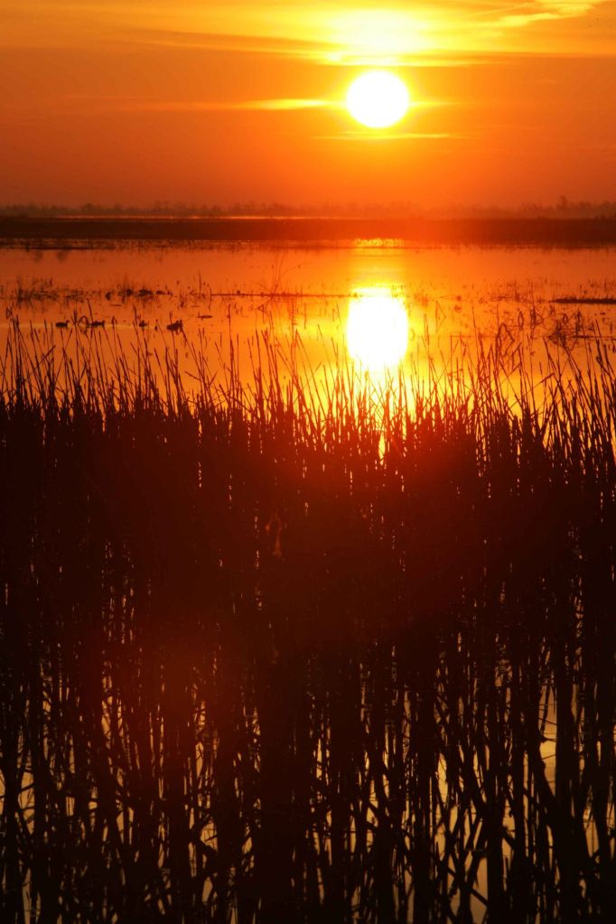 A vibrant sunset over a calm body of water, surrounded by silhouetted grasses reflecting the warm colors of the sky.