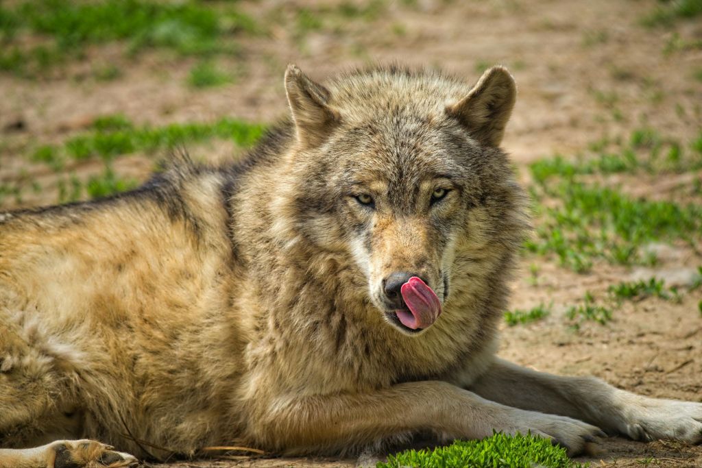 A close-up of a wolf lying on the ground, licking its nose, surrounded by green grass.