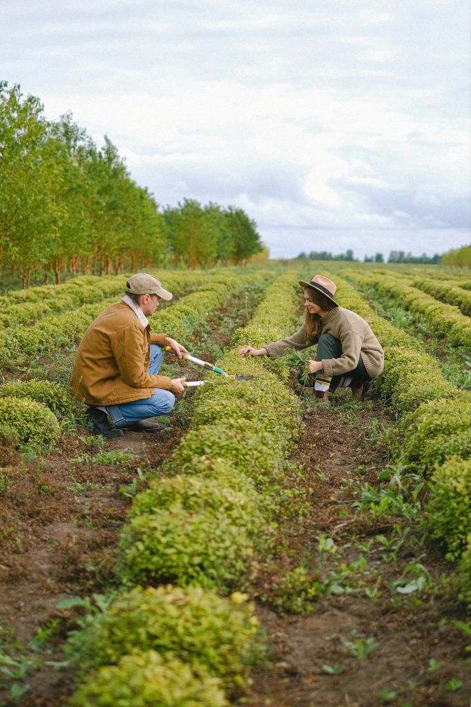Two people crouched in a farm field, working among bushy green plants under a cloudy sky.